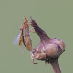 Cimice-non-identificata_DSC0511 Cimice-non-identificata_DSC0511