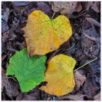 L'autunno per terra L'autunno per terra