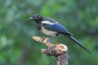 Gazza_Pica-pica_DSC5264 Gazza_Pica-pica_DSC5264
