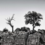 naturalis exemplum naturalis exemplum