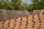 ma che uccello è ? ma che uccello è ?