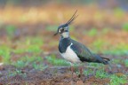 Pavoncella_Vanellus-vanellus_DSC3052 Pavoncella_Vanellus-vanellus_DSC3052