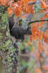 Scoiattolo-comunee-foliage-autunnale_DSC2295