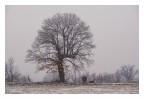 Quando la neve cade, la natura ascolta.
(Antoinette van Kleeff)