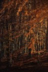 Nel Bosco Dorato