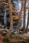 Alberi e cascata