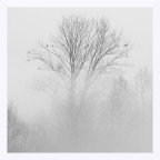 Rami nebbiosi con volatili in riposo Rami nebbiosi con volatili in riposo