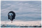 Tra lo stupore ammirato
lo sguardo insegue quel soffio colorato nel cielo,
quel girovagare assoluto.
Dove va la mongolfiera?
Sembra che vada in un luogo magico e incantato.
(Fabrizio Caramagna)

Questa la mia prima fotografia scattata e postata del 2024, un augurio di Buon Anno e Buona luce a tutti gli utenti!!

Suggerimenti e critiche sempre ben accetti