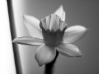 Narciso Narciso