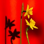 Altri narcisi Altri narcisi