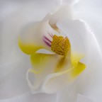 di profilo... di profilo...