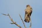 Gheppio_DSC08854