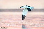 Avocetta Avocetta