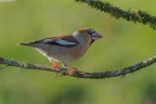 Frosone_DSC09293