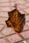Equilibrio d'autunno Equilibrio d'autunno