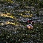 addio Gigi! addio Gigi!