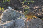 Zigolo-nero_Emberiza-cirlus_DSC04507 Zigolo-nero_Emberiza-cirlus_DSC04507