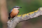 sony a1; sony 200-600: f7.1; iso 500; 1/1250
tante prove in questa foto, dall'fotocamera alla location, il mio capanno, ripartito, per il momento poco, dopo l'alluvione di maggio 2023