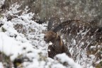 Stambecco sotto una nevicata