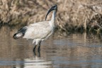 Ibis sacro Ibis sacro