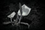 Mi innamorai della calligrafia della calla.
Di quel modo elegante di proteggere il silenzio in un abbraccio dinchiostro bianco.
(Fabrizio Caramagna)