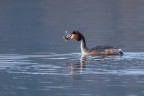 Uno svasso a pesca all'imbrunire