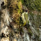 Picchio Verde Picchio Verde