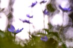 Hepatica Hepatica