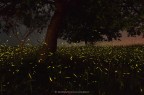 Fireflies Fireflies