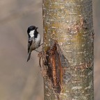 Cincia mora Cincia mora