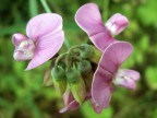 Violetta selvatica Violetta selvatica