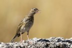 Prispolone (Anthus trivialis)