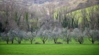 Primavera accecante