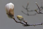 fioriran