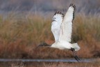 Threskiornis-aethiopicus_DSC06371