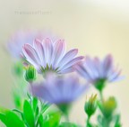 Fiore Fiore