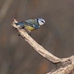 Cinciarella Cinciarella