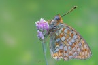 Argynnis-niobe_DSC1108 Argynnis-niobe_DSC1108
