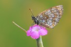 Melitaea-nevadensis-e-il-bruchetto-vibrante_DSC8352