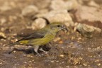 Crociere  (Loxia curvirostra)