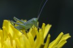 ripreso con Canon 6D 100mm Macro con tubi di prolunga e flash 
mano libera, leggero crop
Commenti e critiche sempre graditi