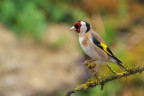 Cardellino_DSC03520 Cardellino_DSC03520