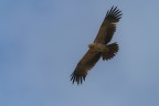 aquila aquila