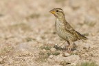 Passera lagia  (Petronia petronia)