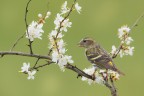 Lucherino-in-fiore_DSC02531