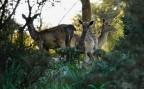 Parco della Maremma (GR).