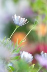 fiori fiori