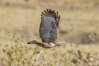 Aquila dal  ciuffo in volo