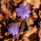 Buona Pasqua Buona Pasqua