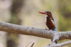 kingfisher kingfisher